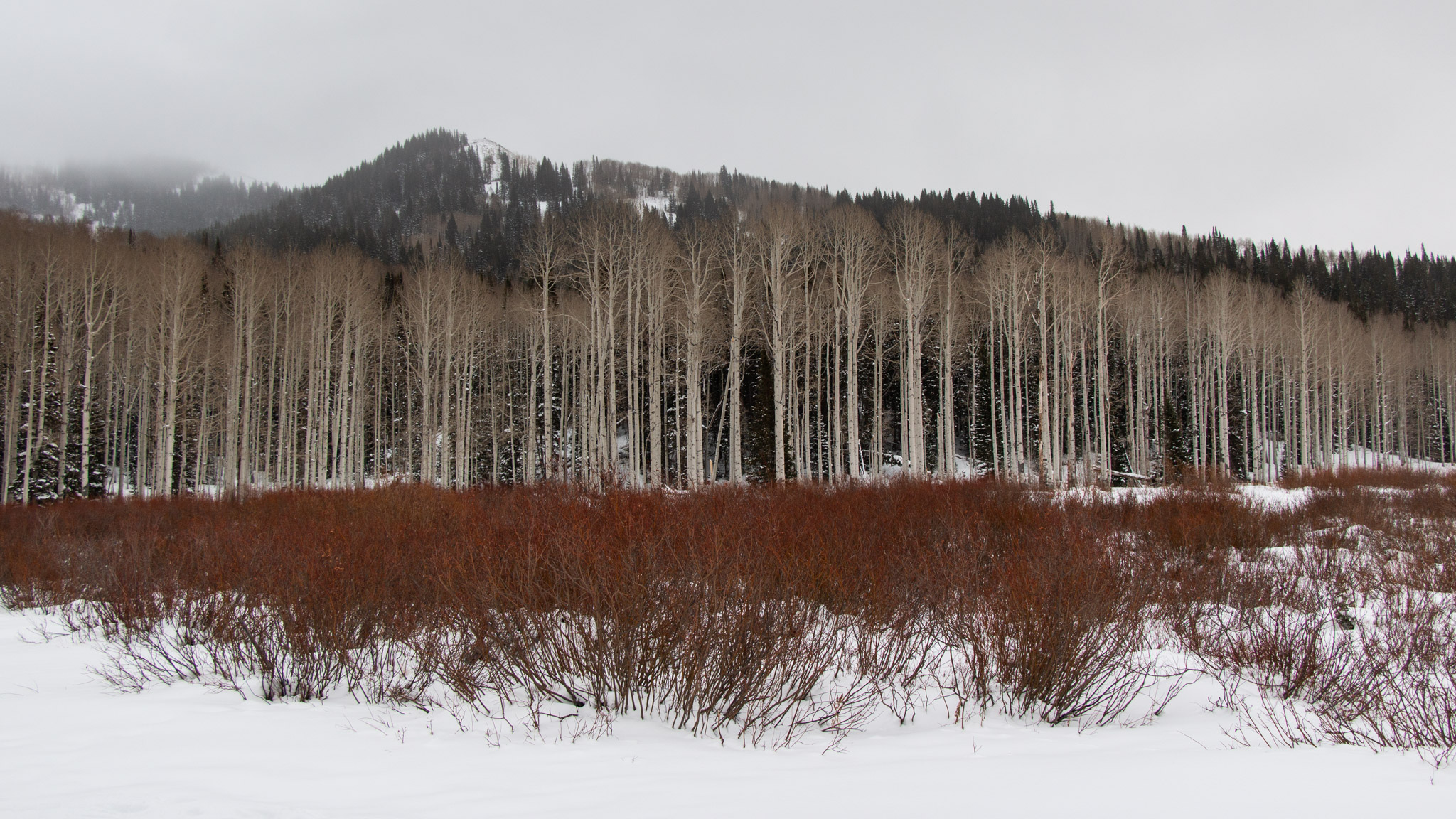 a row of birches stand in sharp contrast to the taller conifers behind, in front some kind of bushes with surprisingly red branches